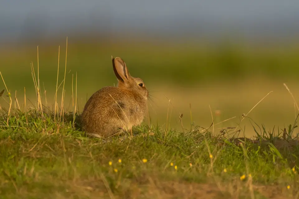 Wildkaninchen im warmen Abendlicht am Deich