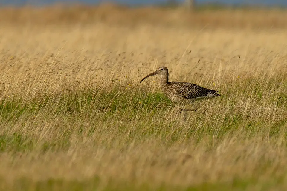 Grosser Brachvogel schreitet durch hohes Gras