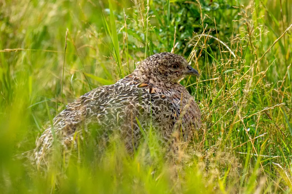 Fasanenhenne versteckt sich im dichten Grün