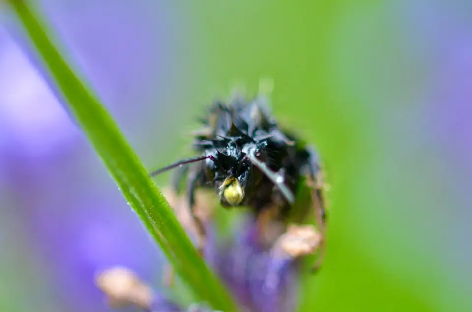 Wildbiene im Makro auf einer Lavendelblüte