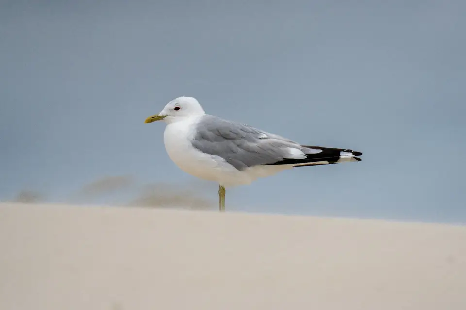 Sturmmöwe steht auf einer hellen Sanddüne