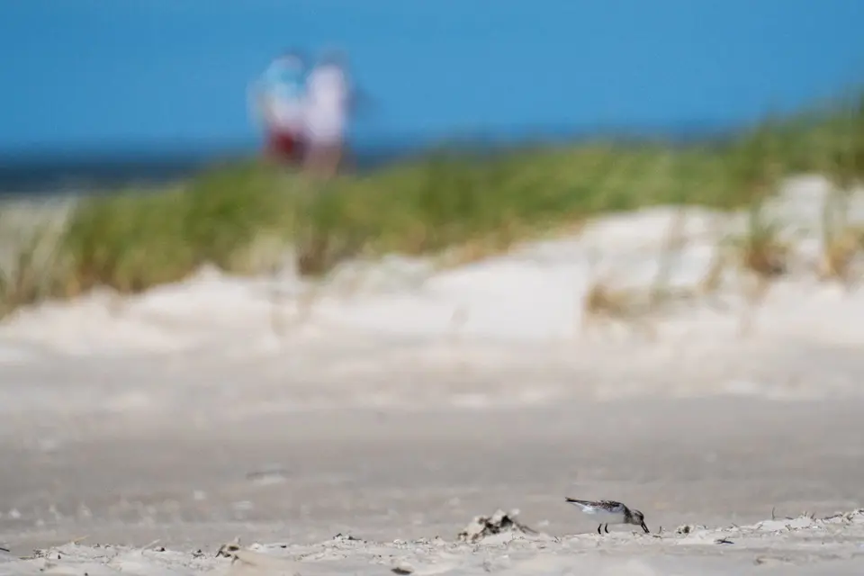 Sanderling am weiten Strand vor Dünengras