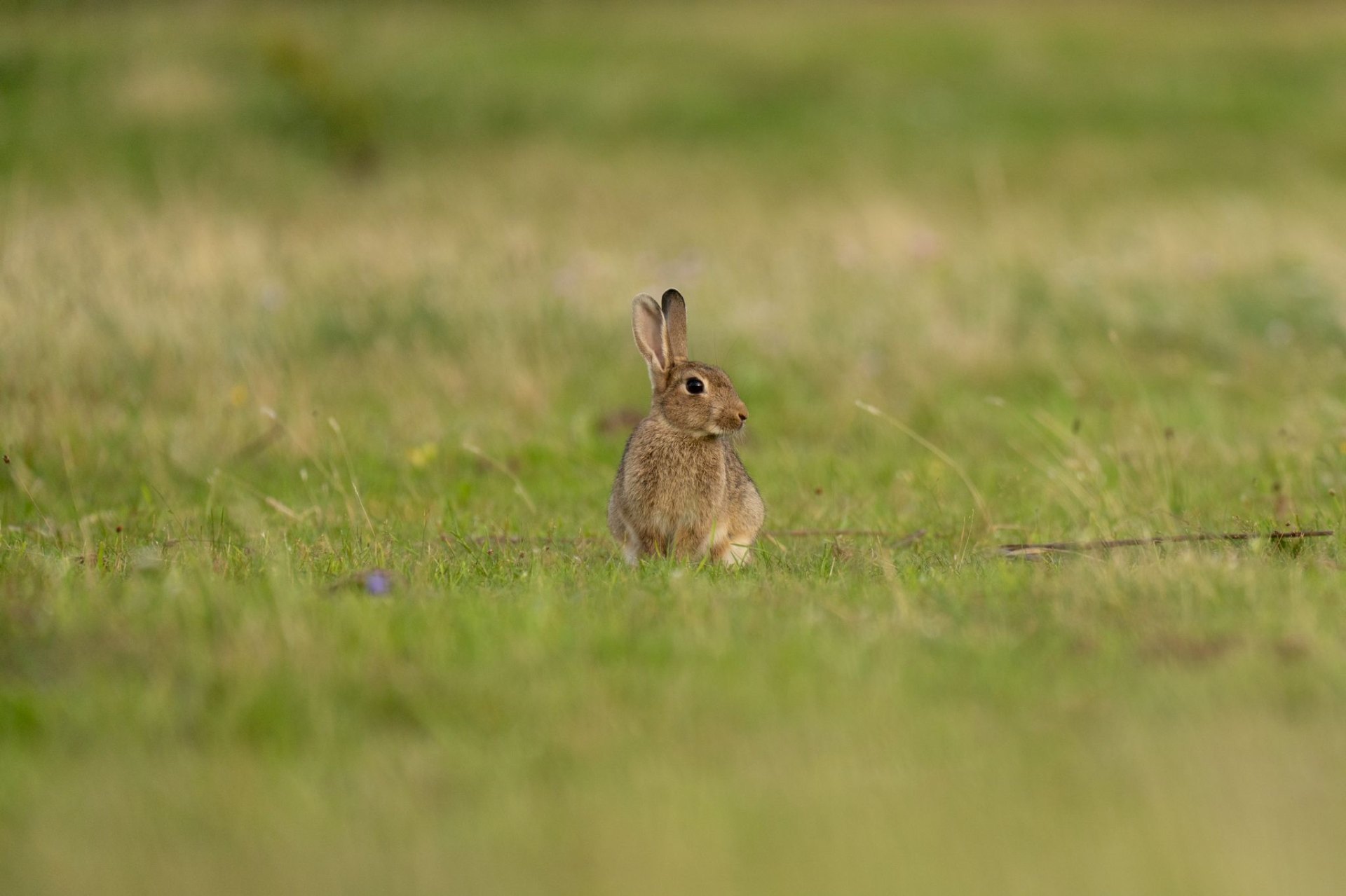 Wildlife-Fotografie Schweiz – Naturmotiv