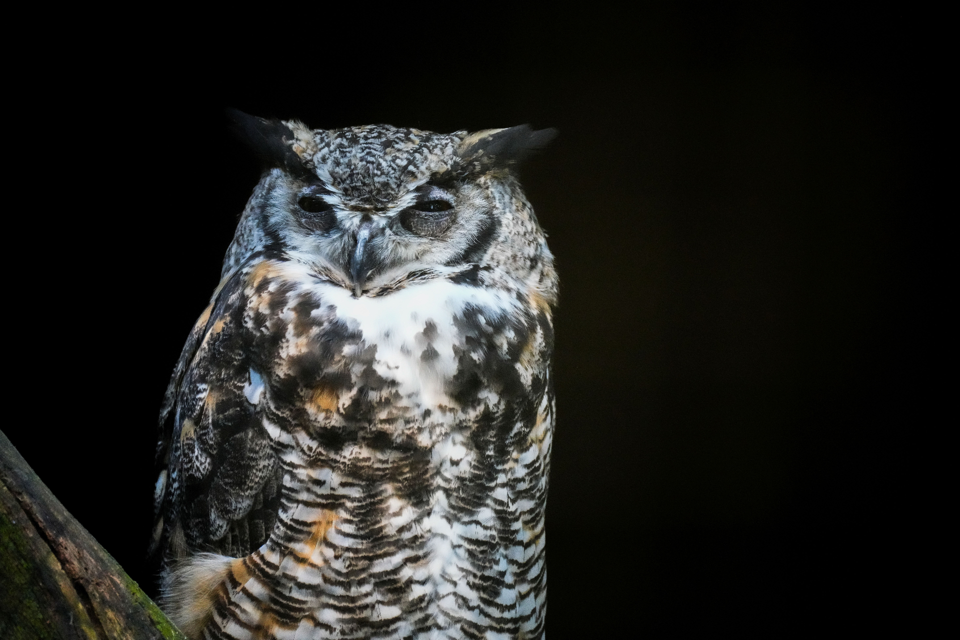 Wildlife-Fotografie Schweiz – Reh und Vögel