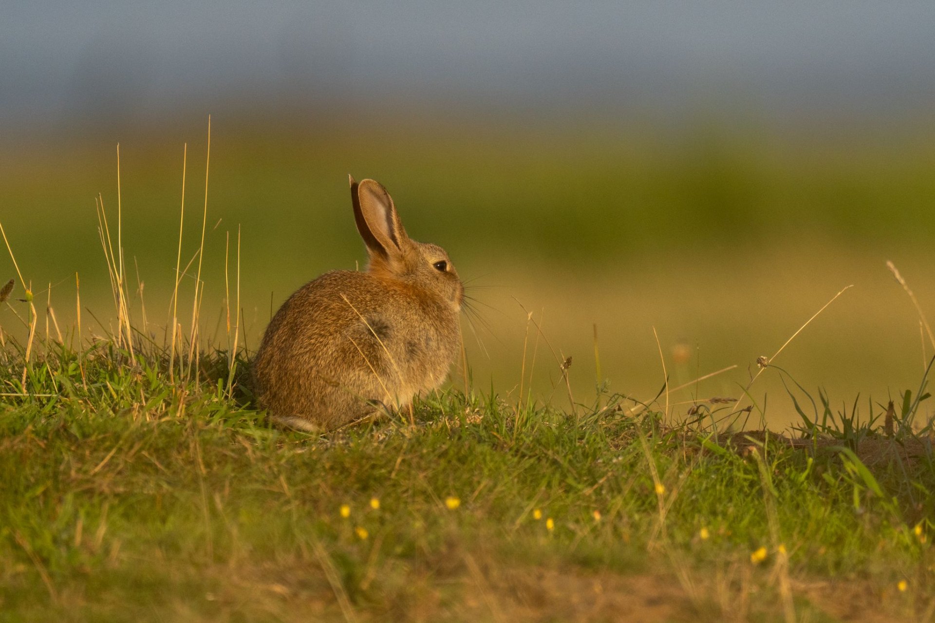 Wildlife-Fotografie Schweiz – Naturmotiv