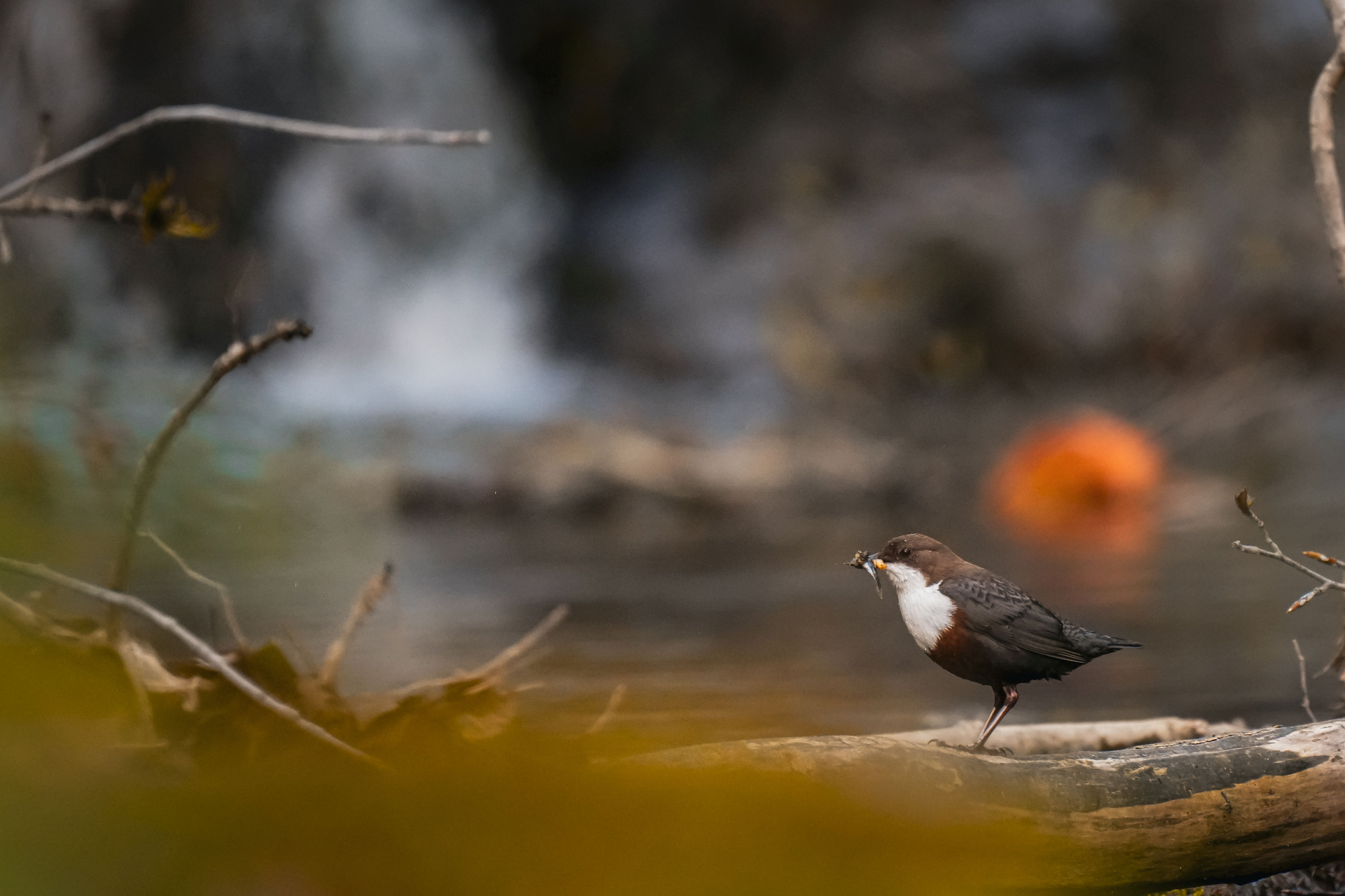 Wildlife-Fotografie Schweiz – Naturmotiv