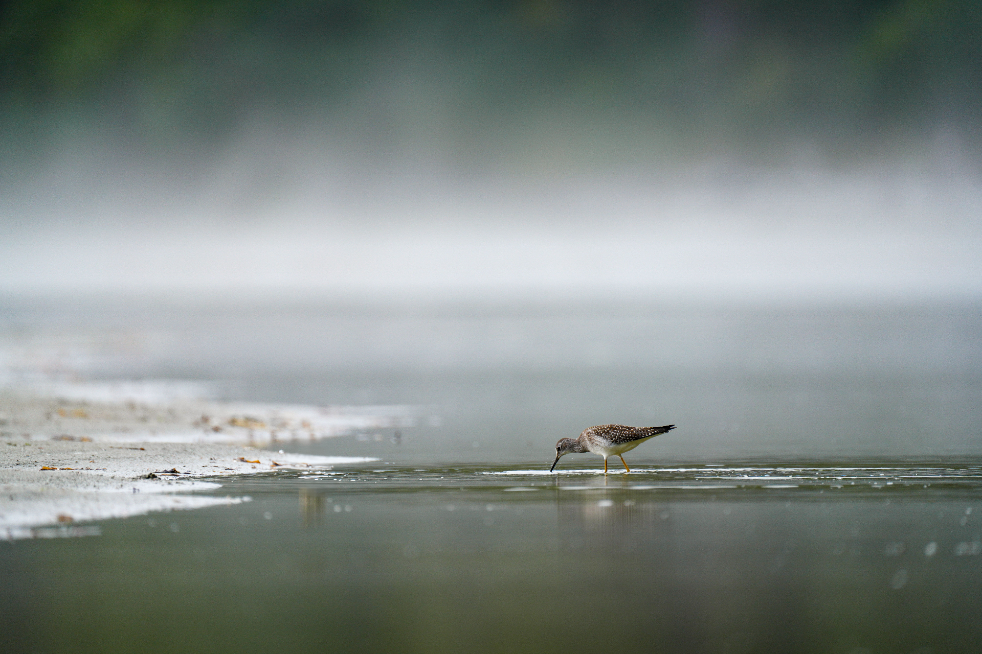 Wildlife-Fotografie Schweiz – Naturmotiv