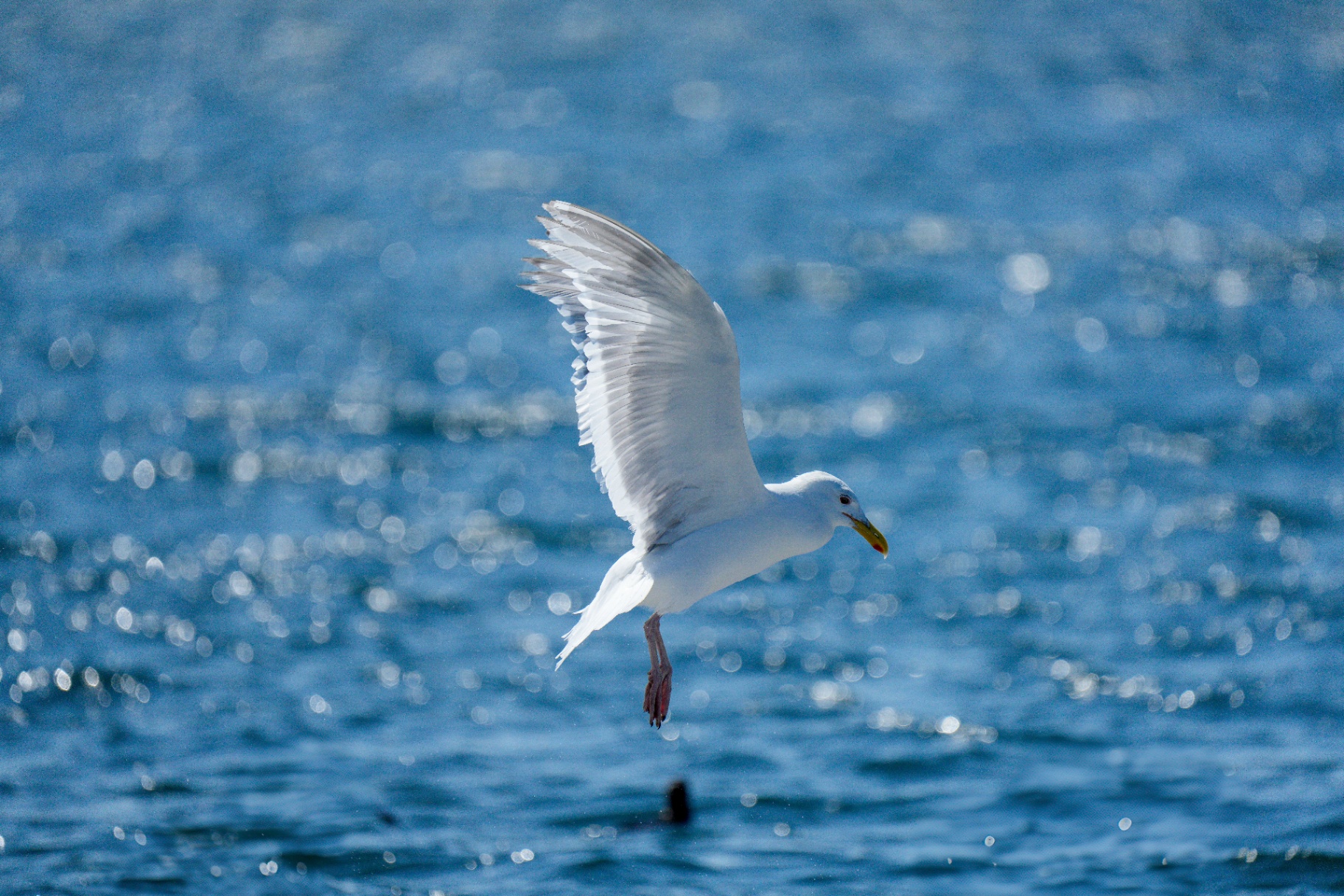 Wildlife-Fotografie Schweiz – Naturmotiv