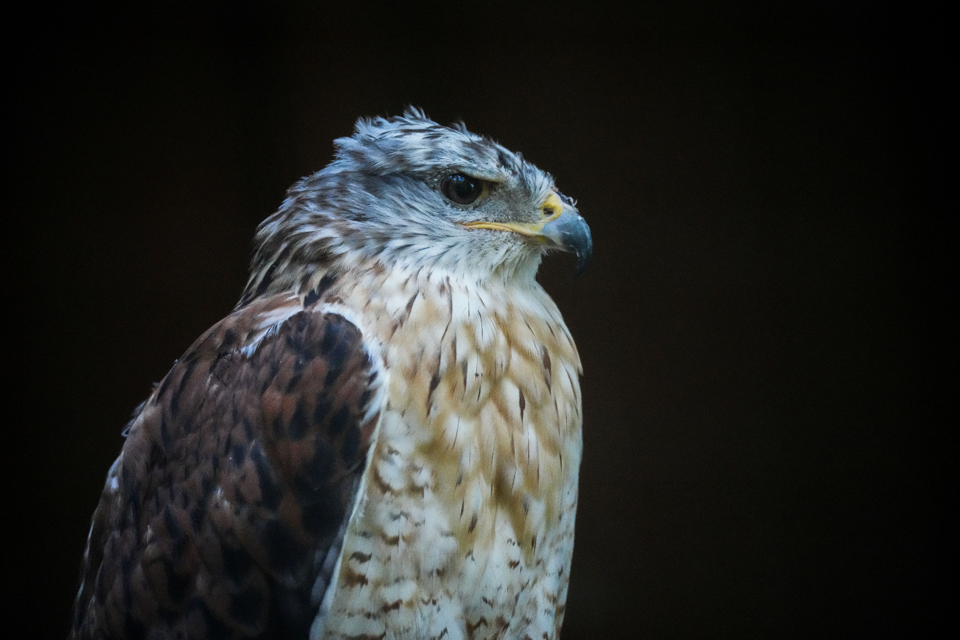Wildlife-Fotografie Schweiz – Naturmotiv