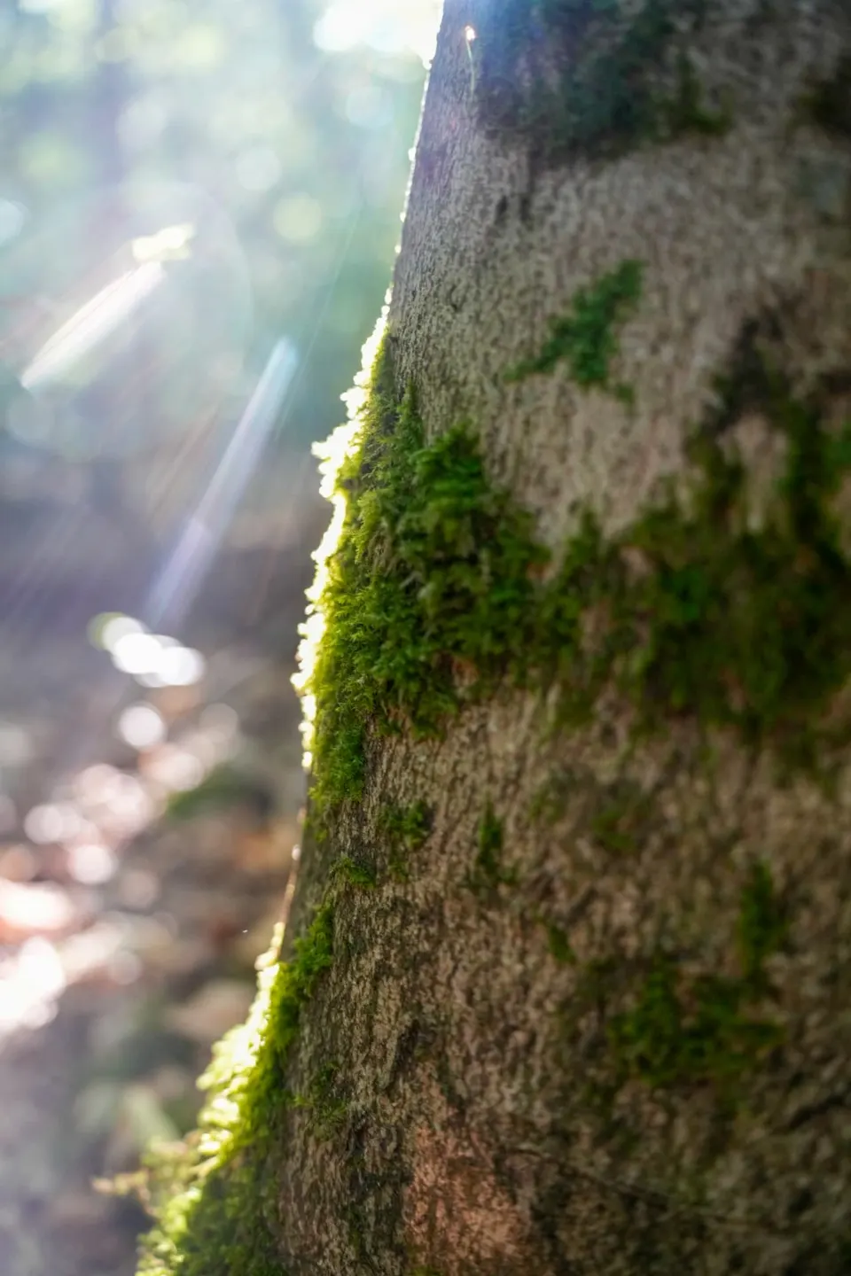 Sonnenlicht auf Moos an einer Buche im Käferberg-Wald
