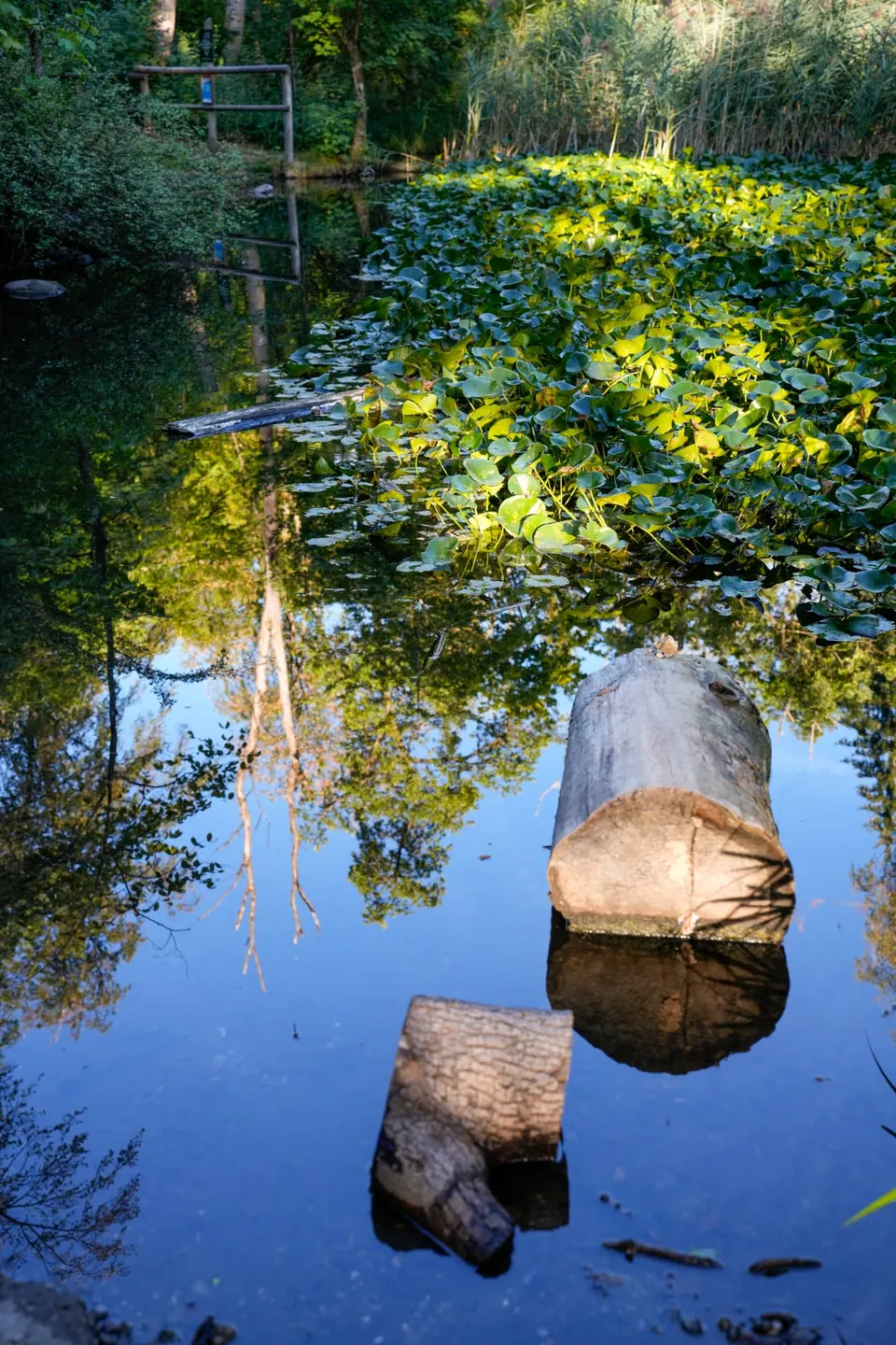Waldweiher mit Seerosen und Spiegelungen im Käferberg-Wald bei Zürich