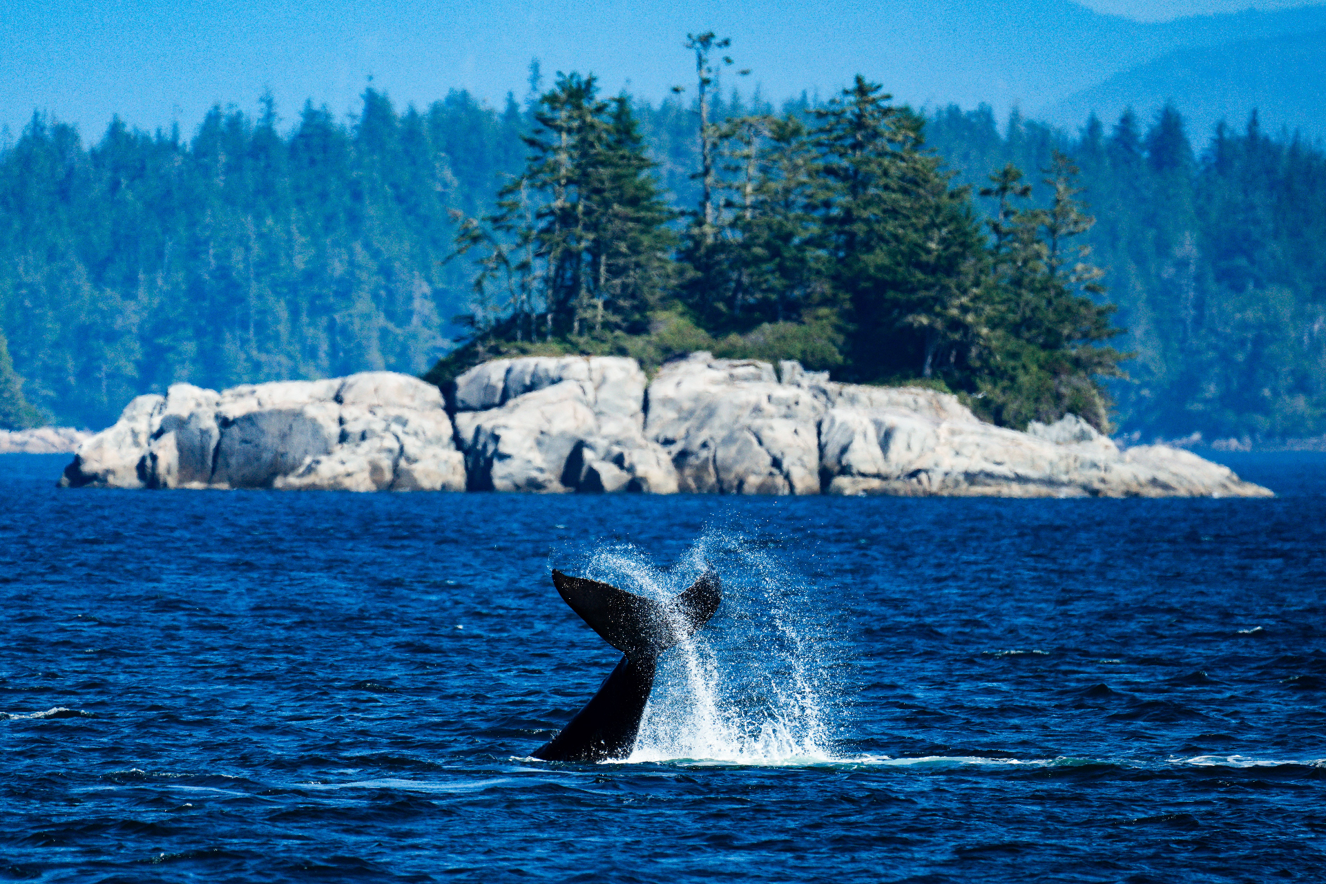 Wildlife